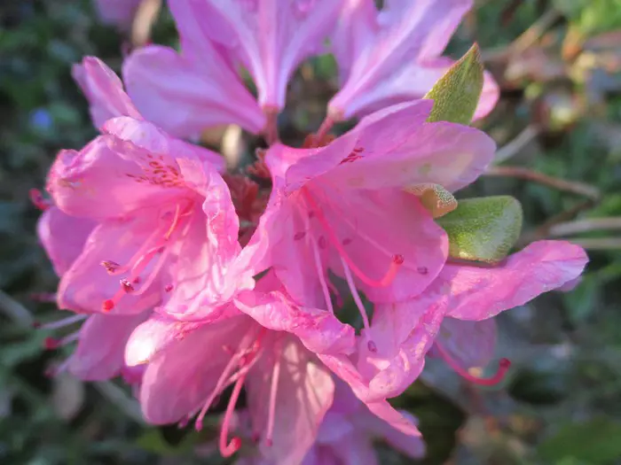 Rhododendron - Matelma