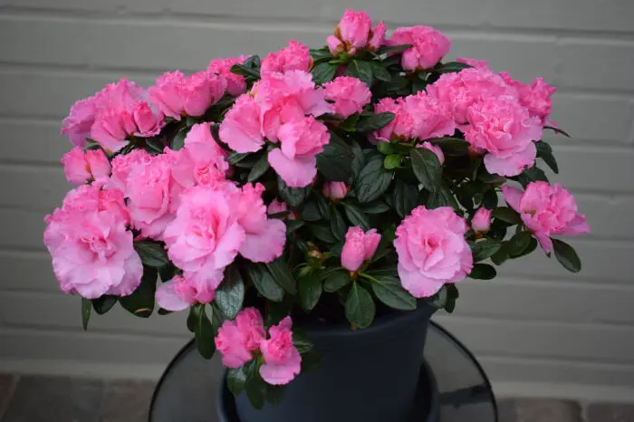 arborvitae thuja occidentalis Thuja occidentalis (Arborvitae, White Cedar) main image 1