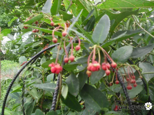 brombeeren saatgut Gefriergetrocknete vitaminreiche Brombeeren für Sittiche & Papageien main image 1