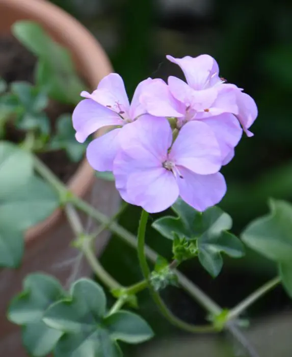 Géranium suspendu - Matelma