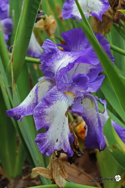 Bart-Diris - Matelma
