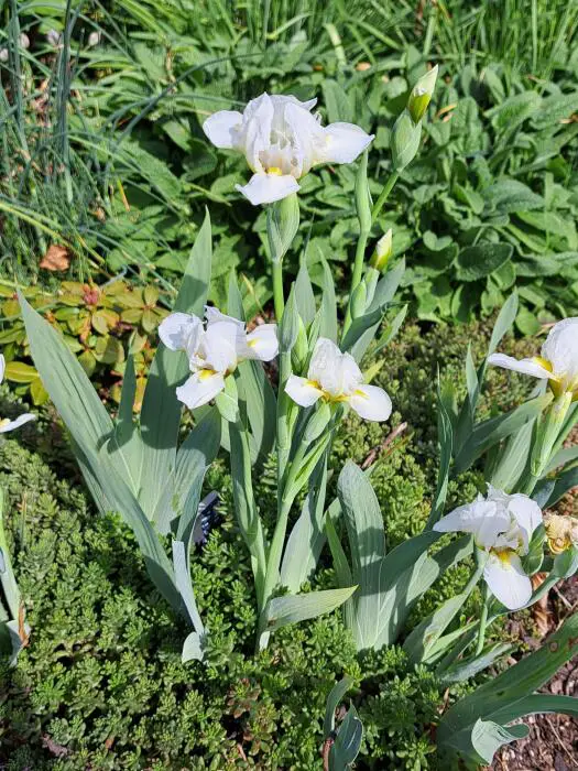 Iris barbu nain, iris de table - Matelma