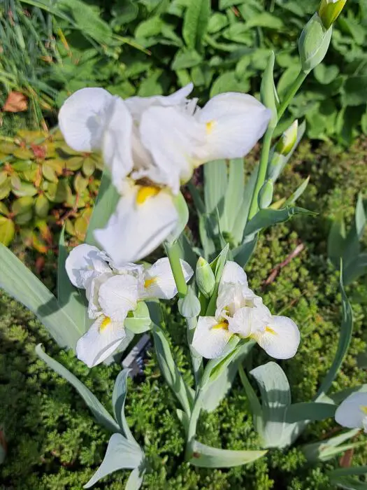 Iris barbu nain, iris de table - Matelma