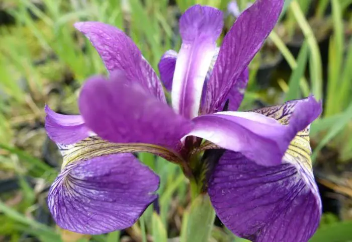 Iris - Matelma