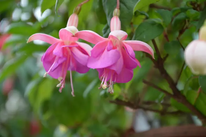 Fuchsia robuste - Matelma