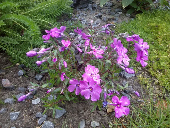 Phlox rampant - Matelma