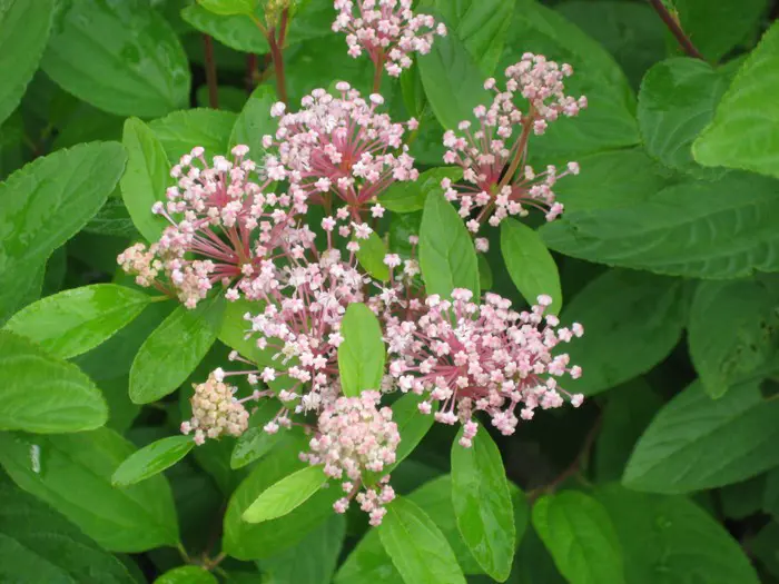 Lilas D Am rique Matelma Lilas D Am rique Matelma