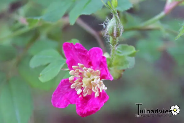 Alpine Rose - Matelma
