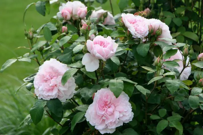 Rose - Matelma
