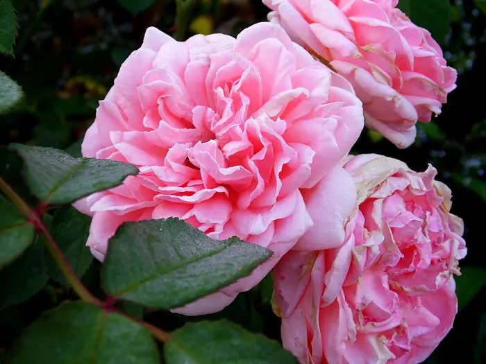 Rose - Matelma