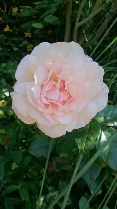 Rose - Matelma