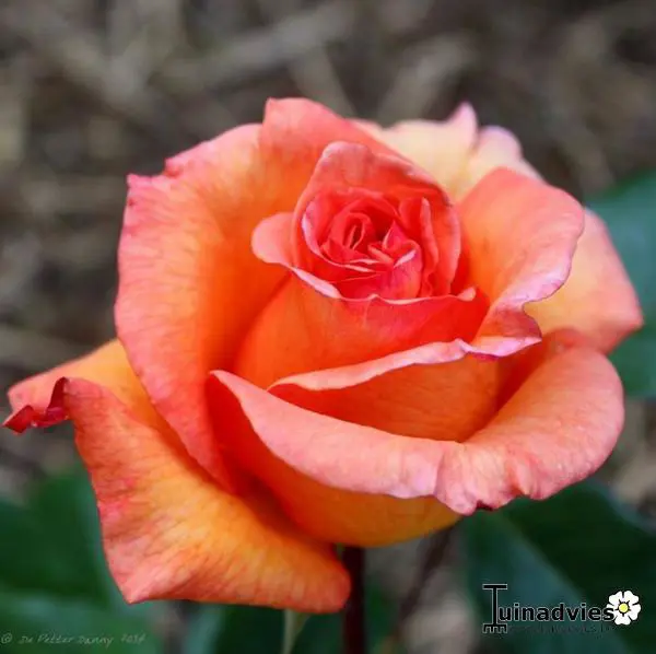Rose - Matelma