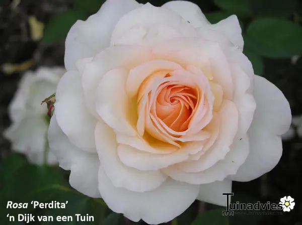 Rose - Matelma