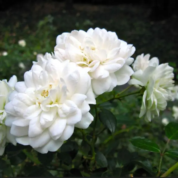 Rose - Matelma