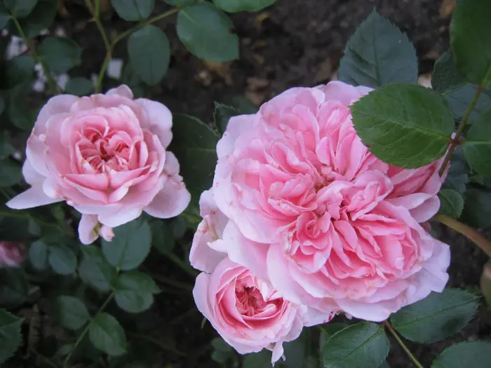 Rose Mapula Rose - Matelma