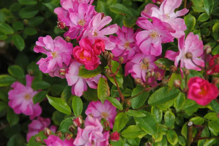 Rose - Matelma