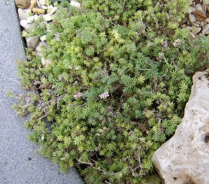 Asperula - Matelma