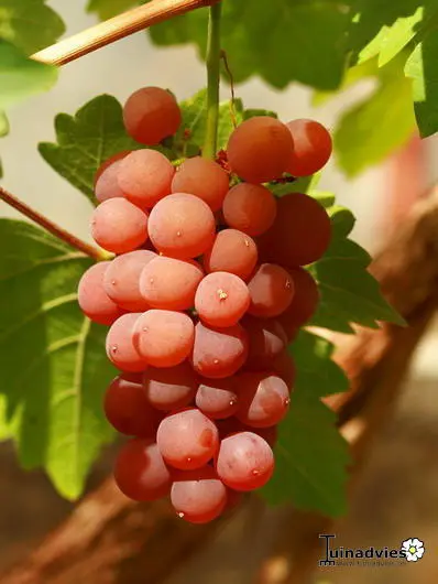 Raisin - Matelma