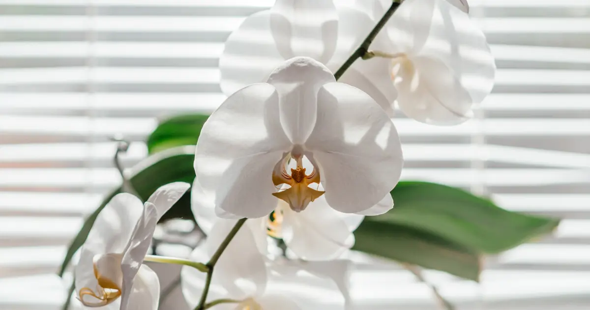 Schdlinge bei Orchideen  Bekmpfung von Krankheiten bei Orchideen -  Matelma